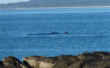 BIG4 Broulee Beach Holiday Park - Tourism Gold Coast 5
