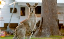 BIG4 Sunshine South West Rocks Holiday Park - South - Tourism Gold Coast 3