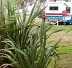 Buronga Riverside Caravan Park - Tourism Gold Coast