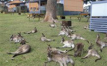 Durras Lake North Holiday Park - Tourism Gold Coast 4