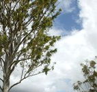 Glen Villa Resort and Tourist Park Casino - Tourism Gold Coast