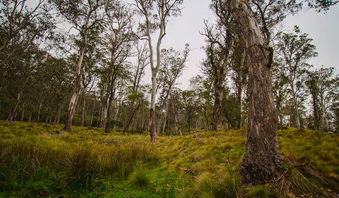 Gummi Falls Campground - Tourism Gold Coast 1