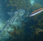 Honeymoon Bay - Gold Coast