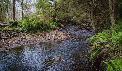 Horse Swamp Campground - Tourism Gold Coast 0