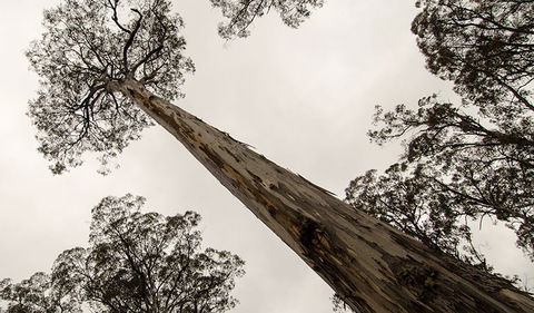 Horse Swamp Campground - Tourism Gold Coast 2