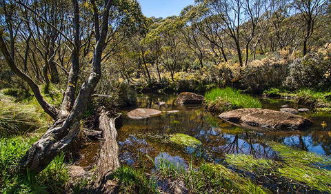 Junction Pools Campground - Tourism Gold Coast 0