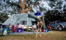 North Coast Holiday Parks North Haven - Tourism Gold Coast 6
