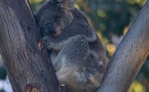 Port Stephens Treescape - Tourism Gold Coast 5