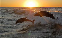 Sapphire Sun Eco Holiday Village - Eden - Tourism Gold Coast 3