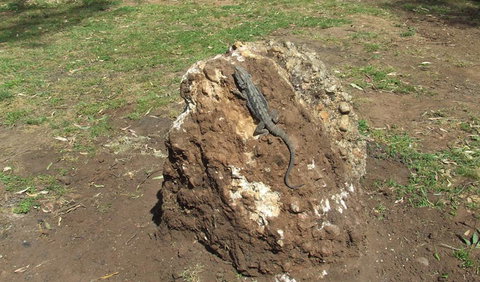 Washpools Campground - Tourism Gold Coast 1