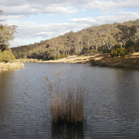 Bullock Mountain Homestead - Tourism Gold Coast 2