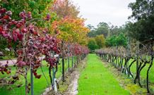 Peppers Convent Hunter Valley - Pokolbin - Tourism Gold Coast 4