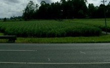 Poinciana Motel - Murwillumbah - Tourism Gold Coast 1