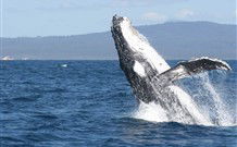 South Seas Motel - Merimbula - Tourism Gold Coast 3