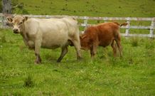 Barkeldine Farm Country Retreat - Tourism Gold Coast 5