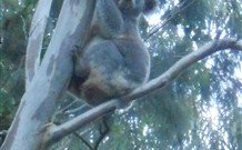 Barrington Tops Organic Retreat - Tourism Gold Coast 7