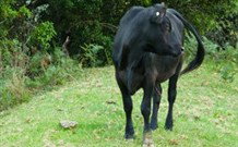 Yarralong BnB And Farm Stay - Tourism Gold Coast 1