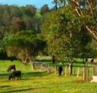 Giba Gunyah Country Cottages - Tourism Gold Coast