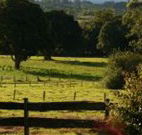 Pines on the Plateau
