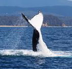 Snug Cove Bed and Breakfast - Tourism Gold Coast