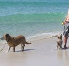 A Paradise Bungalow Waterfront - Tourism Gold Coast