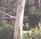 Chifley Dam Cabins - Tourism Gold Coast