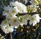 Cora's Gypsum Cottage