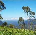 Emaroo Cottage on Argent Street