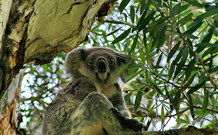 George Street Cottage - Tourism Gold Coast 1