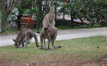 Karins Cottage - Tourism Gold Coast 5