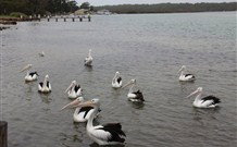 Karins Cottage - Tourism Gold Coast 6
