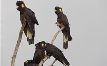 Pinegrove Cottage - Gold Coast 6