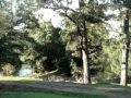 Rustic Caravan Park - Tourism Gold Coast 0