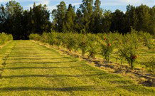 The Dairy Cottage - Tourism Gold Coast 5