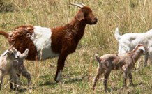  Far Meadow Lodge - Gold Coast 6