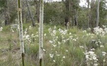  Far Meadow Lodge - Gold Coast 5