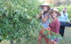 McLaren Vale Backpackers - thumb 0