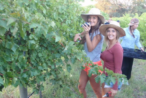 McLaren Vale Backpackers - Tourism Gold Coast 0