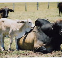 Henderson Park Farm Retreat - Tourism Gold Coast