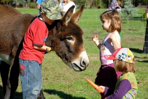Diamond Forest Cottages Farmstay - Tourism Gold Coast 3