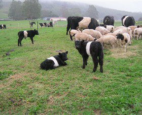 Hurlfield Farm Cottage - Tourism Gold Coast 3