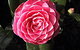 Cloverlea Gardens Bed And Breakfast - thumb 0