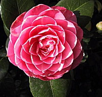 Cloverlea Gardens Bed and Breakfast - Tourism Gold Coast