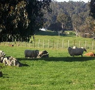 Ferndale Guest Cottage - Tourism Gold Coast