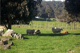 Ferndale Guest Cottage - Tourism Gold Coast 0