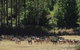 Springfield Deer Farm - thumb 1