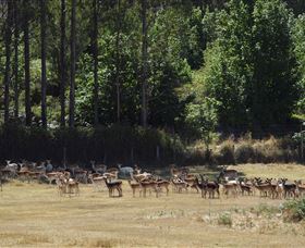 Springfield Deer Farm - Tourism Gold Coast 1