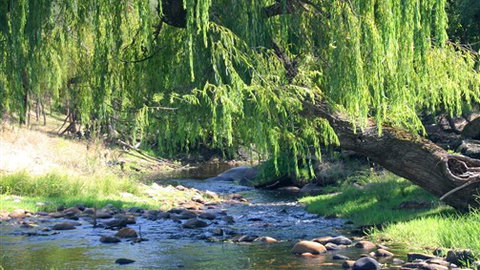 Elmstead Cottages - Tourism Gold Coast 5