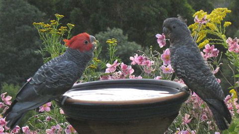 Lyrebird Cottages - Tourism Gold Coast 7