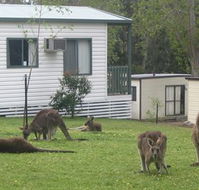 Halls Gap Caravan Park